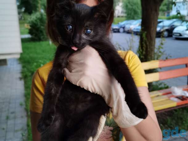 Котенок Анфиса ищет дом!, фотография 4