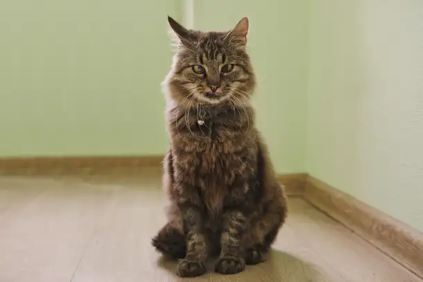 Умный молодой кот Шурик в дар, фотография 2