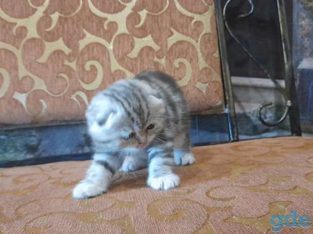 котята шотландские, фотография 6
