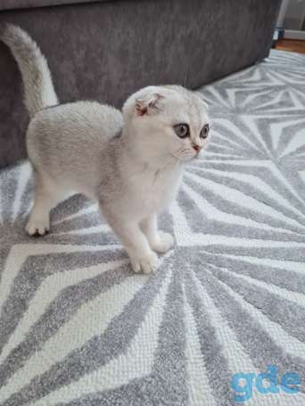 Продается шотландский котёнок, фотография 3