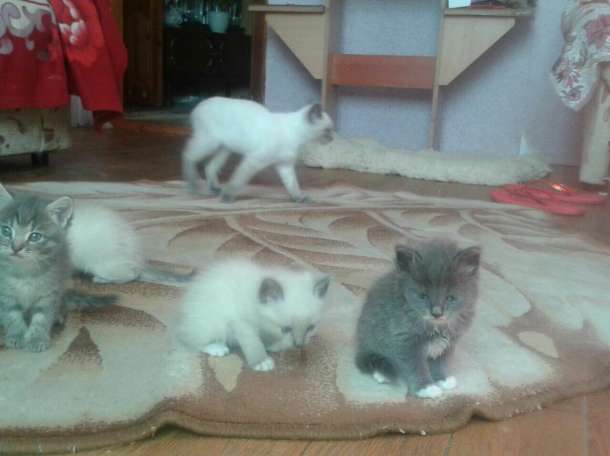 Отдам котят в хорошие руки)), фотография 1