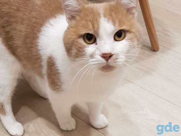 Кот, фотография 1
