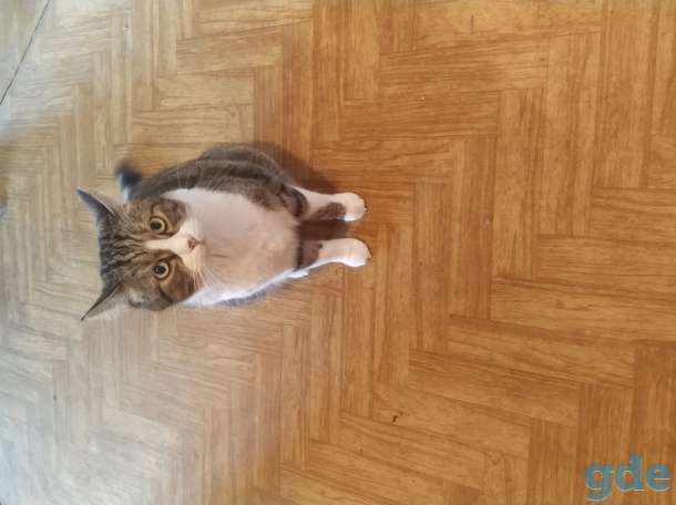 Отдам кота, фотография 3