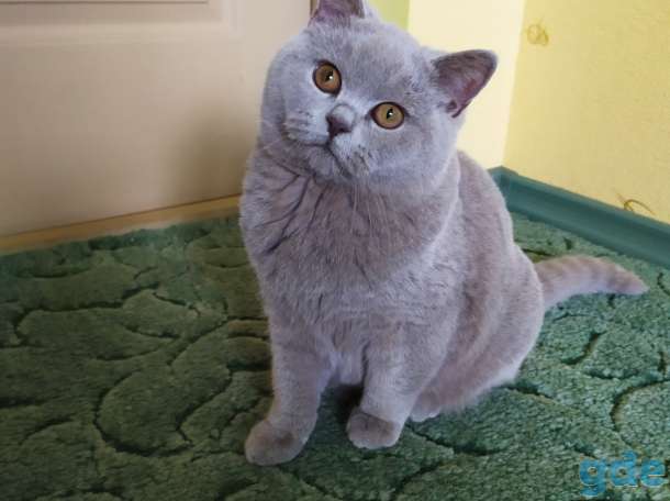 Британские котята, фотография 1