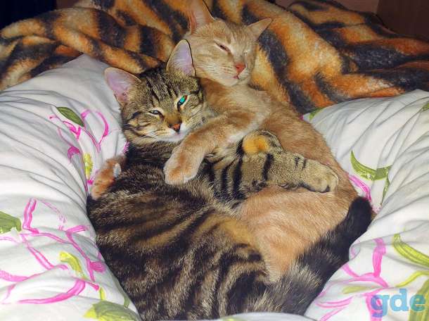 Котик в добрые руки, фотография 4
