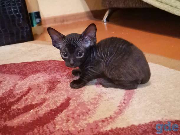 Котята Донского сфинкса, фотография 4