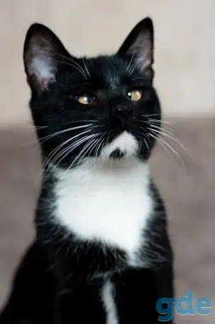 Котик в дар, фотография 1
