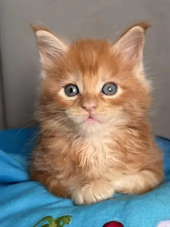 Котята Мейн-кун, фотография 1