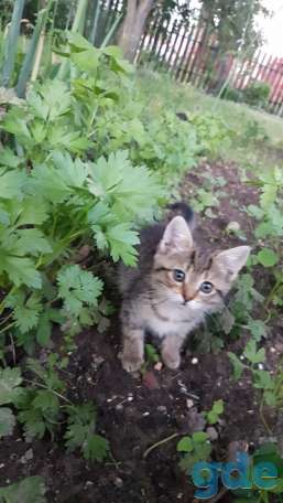 Котята найденыши, фотография 5