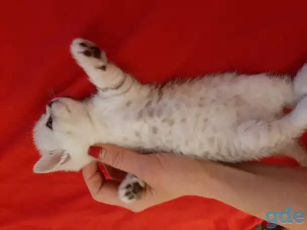 Шотландские  вислоухие котята, фотография 7