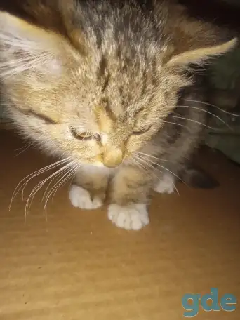 Найден котёнок, фотография 4