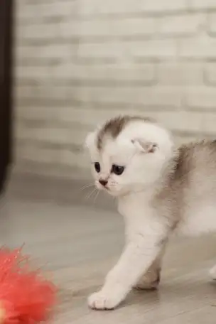 Котята шотландские, фотография 7