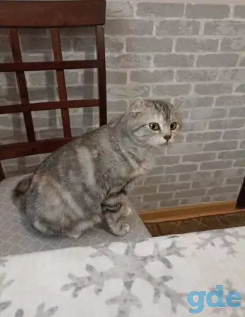 Котята Американский кёрл, фотография 7