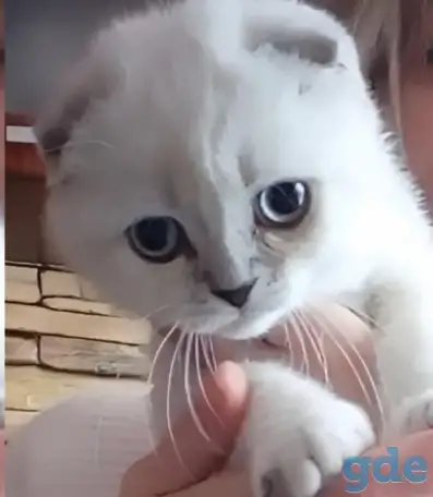 Шотландские котята, фотография 5