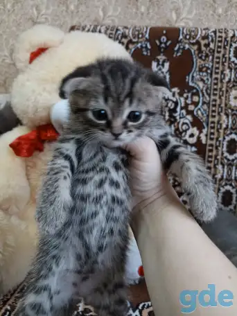 Шотландские котята, фотография 3
