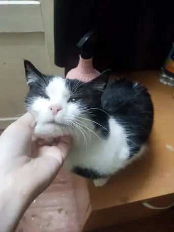 Ласковая кошечка ищет дом, фотография 1