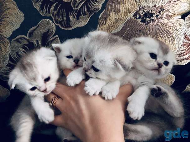 Котята шотландская серебристая шиншилла, фотография 6