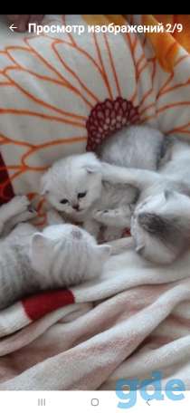Котята, фотография 6