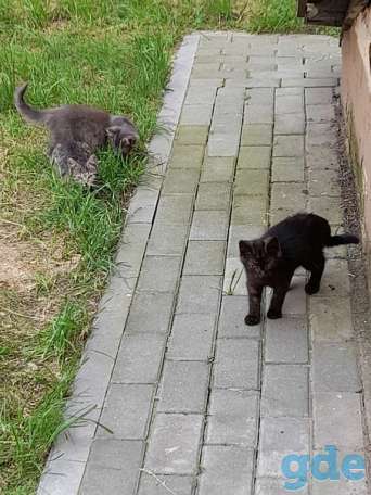 Котята ищут дом или передержку, фотография 2