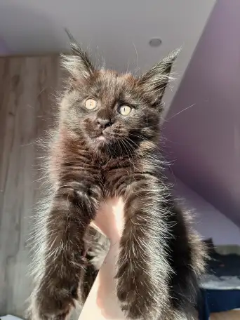 Продажа котят мейн-кунов, фотография 1