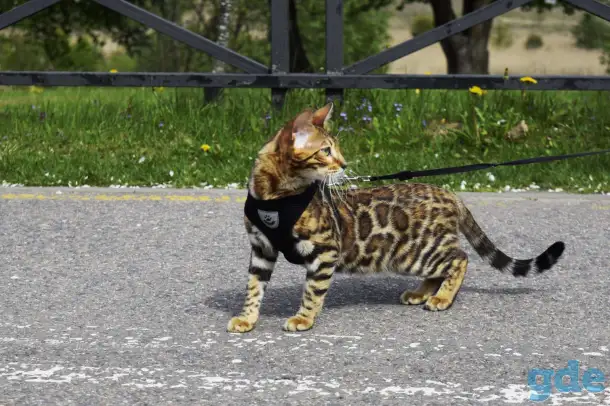 Чистокровные бенгальские котята, фотография 1