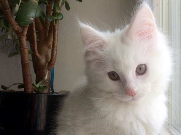 Кошка Мейн-кун, фотография 4
