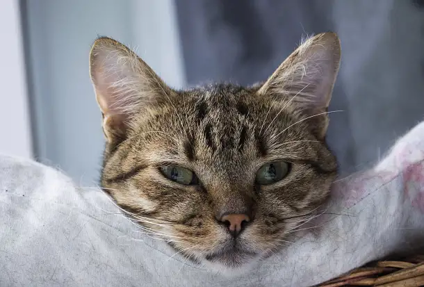 Кот Микки, кастрирован., фотография 7