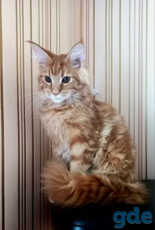 МЕЙН-КУН (КОТЯТА), фотография 2