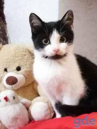 Котенок ищет дом, фотография 2