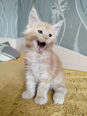 Мейн кун котята, фотография 4