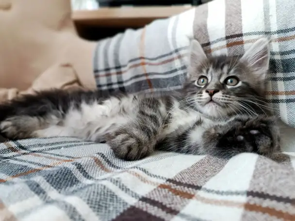 Котята Мейн-кун, фотография 4