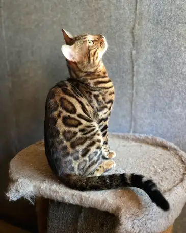 Вязка бенгальских кошек, фотография 1