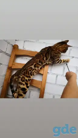 Бенгальские котята разного возраста и окраса, фотография 5