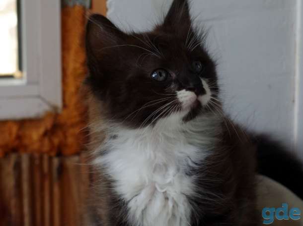 Котенок в дар, фотография 2
