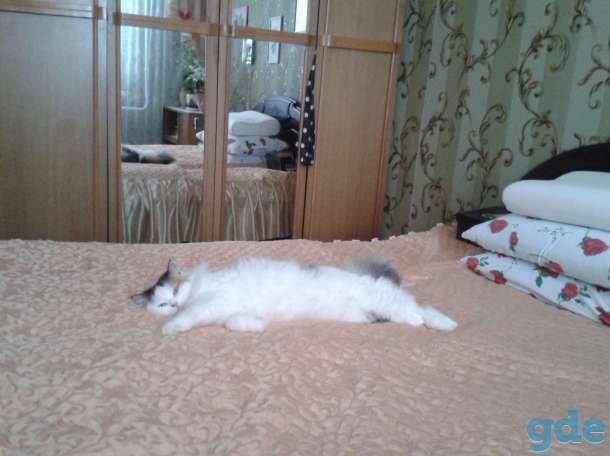 животные, фотография 3