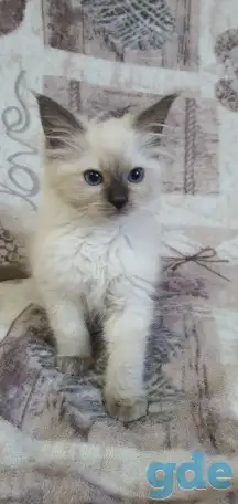 Котята рэгдоллл, фотография 1