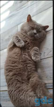 Британский котенок окраса табби, фотография 6