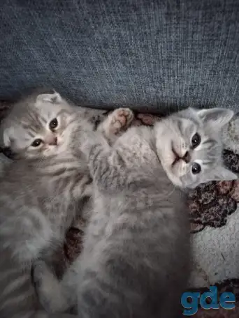 Шотландские котята, фотография 2