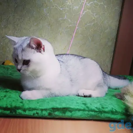 Британские котята, фотография 2
