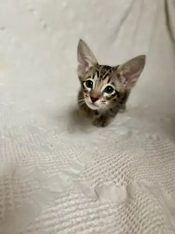 Котята породы петерболд, фотография 1