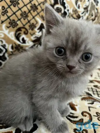 Продаются котята, фотография 3