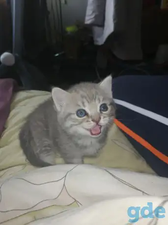 Красивые котята, фотография 7