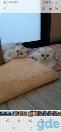Котята, фотография 8