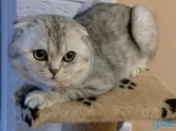 Шотландские котята(Scottish Fold), фотография 1