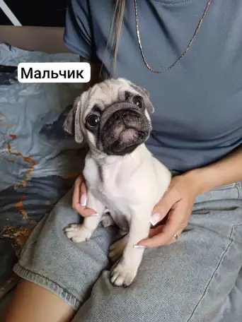 Чистокровные щенки мопса, фотография 2