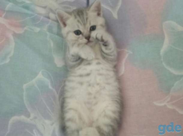 Британские котята редкого окраса, фотография 2