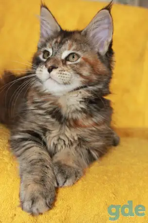 5 Котенок Мейн кун, фотография 2