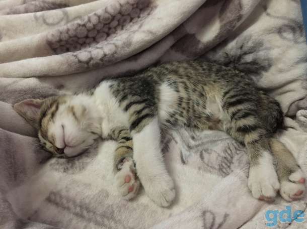 Котёнок в добрые руки, фотография 5