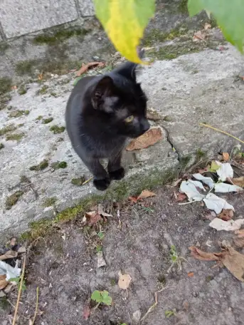 Котенок в дар, фотография 6