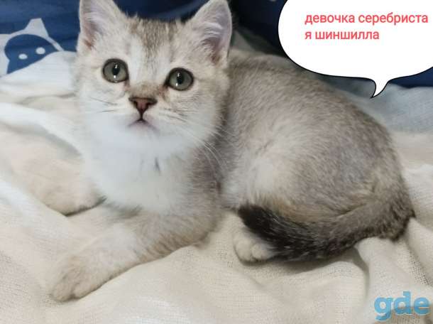 Породистые шотландские короткошерстные котята, фотография 3
